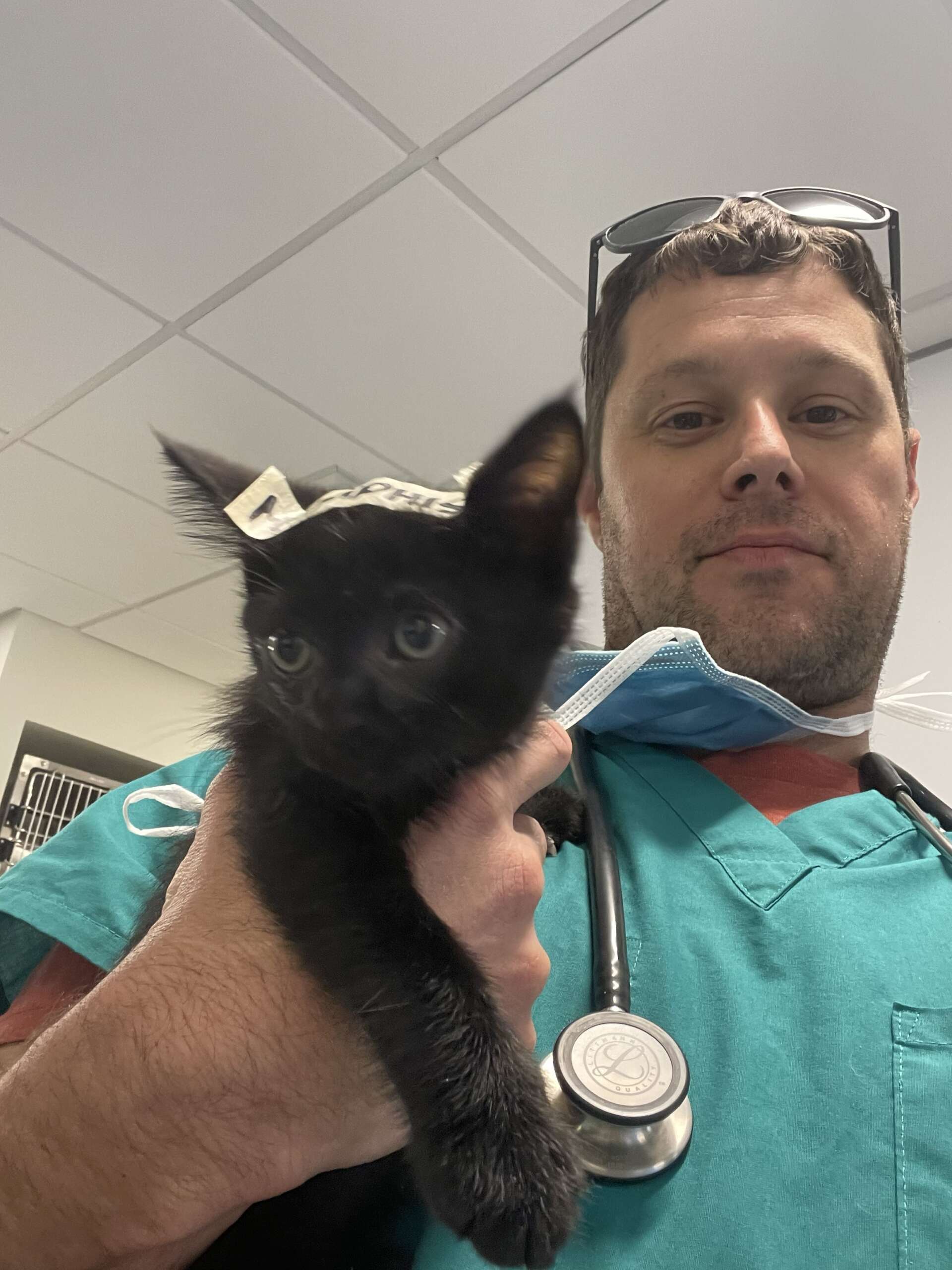 SurgKitten